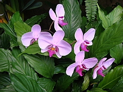 374 Longwood Gardens [2008 August 23]